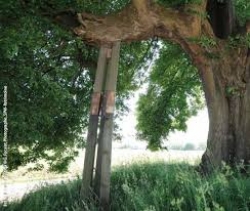 Les haies et les arbres mieux protégés en Wallonie | Portail de la Wallonie